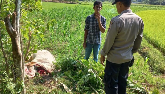 Warga Sijunjung Heboh Kehilangan 3 Ekor Sapi, Ditemukan di Semak Sudah Bersimbah Darah