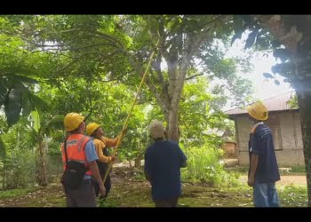Tingkatkan Keandalan Listrik, PLN Muara Labuh Bersihkan Jaringan Balai Janggo