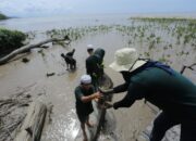 Lindungi Lingkungan, PLN Tanam 10.000 Mangrove Pencegah Abrasi di Kalbar