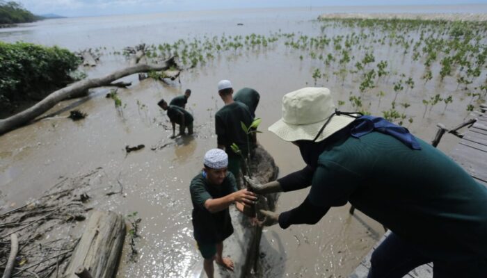Lindungi Lingkungan, PLN Tanam 10.000 Mangrove Pencegah Abrasi di Kalbar