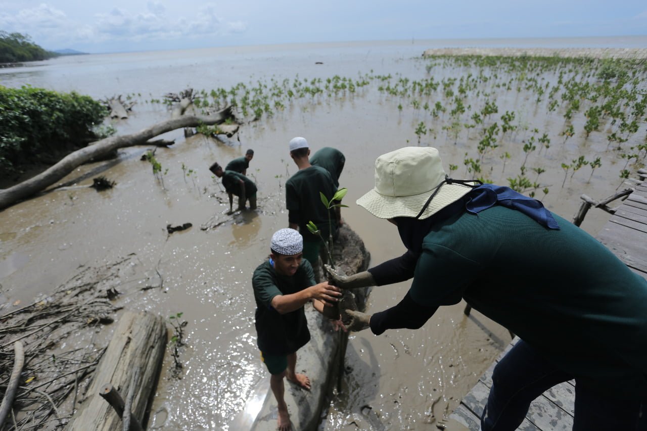 Lindungi Lingkungan Pln Tanam Mangrove Pencegah Abrasi Di Kalbar