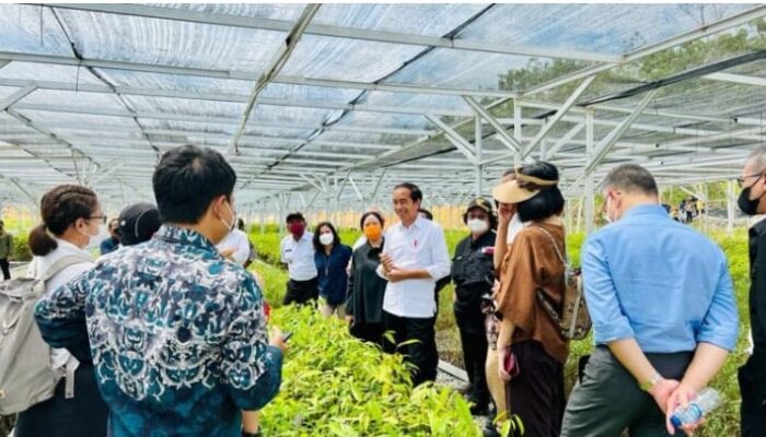 Presiden Jokowi: Persemaian Mentawir Bentuk Keseriusan Pemerintah Menata Lingkungan