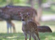 Rusa Totol Asal Istana Bogor, Taman Kehati Semen Padang Tambah Tiga Anggota Baru
