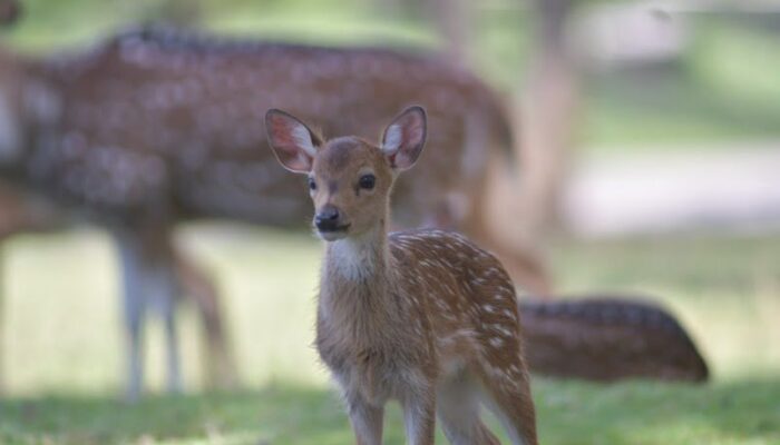 Rusa Totol Asal Istana Bogor, Taman Kehati Semen Padang Tambah Tiga Anggota Baru