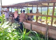 DKP3 Kota Sawahlunto Gelar Vaksinasi Darurat PMK