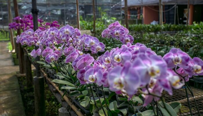 Usaha Tanaman Hias Berkembang Pesat di Padang Panjang