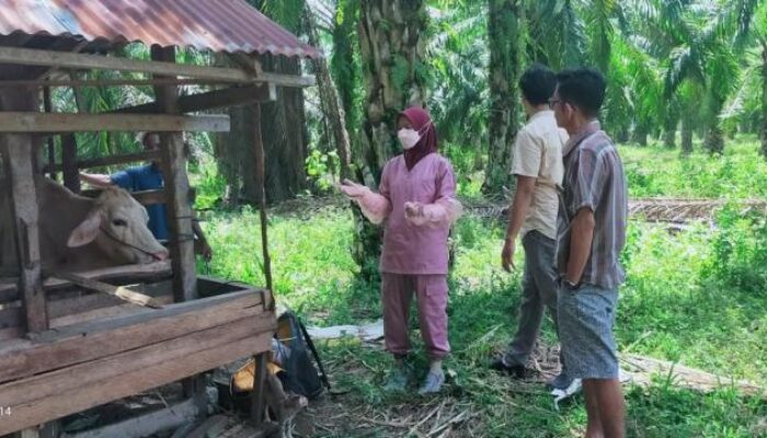 42 Ekor Sapi di Pasaman Barat Alami Suspect PMK
