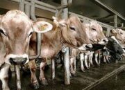 Kementan Waspadai Penularan Virus PMK