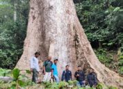 Wow! Pohon Terbesar di Indonesia Ditemukan di Hutan Rakyat di Kabupaten Agam