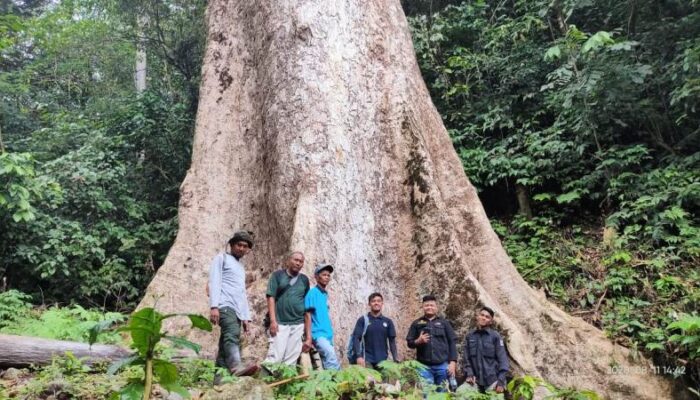 Wow! Pohon Terbesar di Indonesia Ditemukan di Hutan Rakyat di Kabupaten Agam