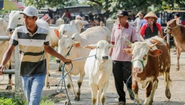 Edaran Menag Tentang Pelaksanaan Kurban 2022, Pastikan Hewan Sehat!