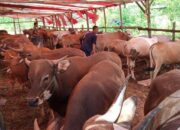 Padang Gelar Bursa Hewan Kurban, Pertama di Sumbar