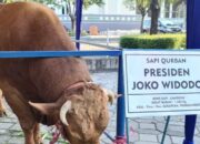 Presiden Jokowi Salurkan Hewan Kurban ke 34 Provinsi, untuk Sumbar Disembelih di Lokasi Gempa Pasaman