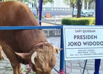 Presiden Jokowi Salurkan Hewan Kurban ke 34 Provinsi, untuk Sumbar Disembelih di Lokasi Gempa Pasaman