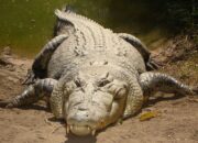 Ngeri! Saat di Atas Motor Warga Jorong Muaro Putih Diserang Buaya Muara