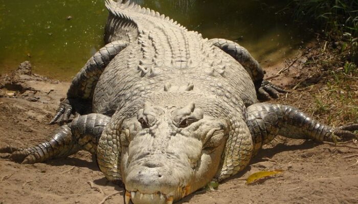 Ngeri! Saat di Atas Motor Warga Jorong Muaro Putih Diserang Buaya Muara