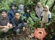 Bunga Rafflesia Kembali Mekar Sempurna di Jorong Batang Palupuh