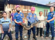 Masuk Perkarangan Rumah, Biawak Jumbo Bikin Panik Warga Sungai Sapiah Padang