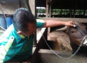 Hewan Kurban Tahun Ini di Pasaman Barat Meningkat