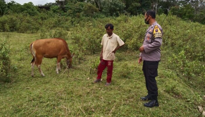 Tak Didampingi Disnak, Bhabinkamtibmas Polres Dharmasraya Terus Pantau PMK di Ternak Warga