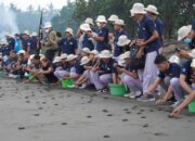 Komitmen Perkuat Kolaborasi Penyu untuk Indonesia, Daihatsu Telah Lepas 400.000 Tukik di Berbagai Daerah