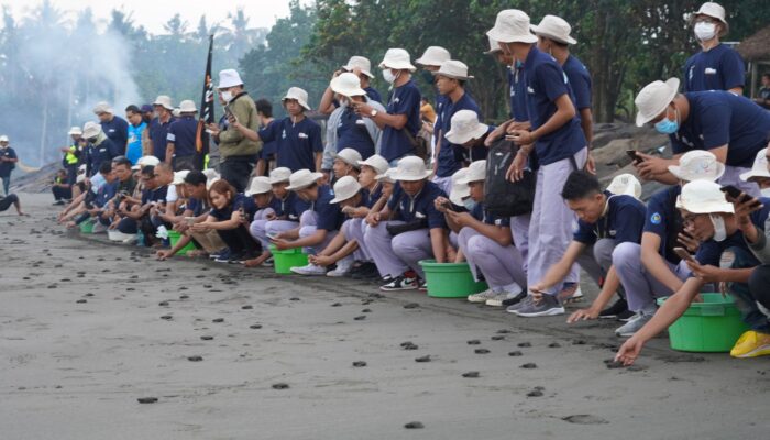 Komitmen Perkuat Kolaborasi Penyu untuk Indonesia, Daihatsu Telah Lepas 400.000 Tukik di Berbagai Daerah