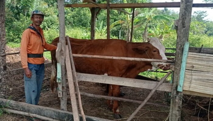 Hewan Ternak di Nagari Sariak Laweh Diserang PMK, Warga Berharap Pemerintah Cepat Turun Tangan
