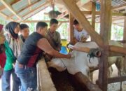 Mahasiswa KKN Universitas Taman Siswa Padang Sosialisasi Virus PMK di Korong Ringan-Ringan