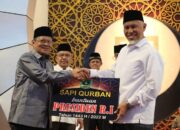 Presiden RI Kembali Berkurban 1 Ekor Sapi Raksasa di Sumbar, Ini Lokasi Pemotonganya