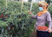 Makin Pedas! Tiga Hari Jelang Idul Adha, Harga Cabai Rp125 Ribu/Kg di Padang