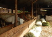 Hari Raya Iduladha Semakin Dekat, Wabah PMK di Lima Puluh Kota Terus Meningkat