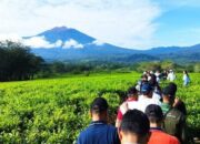 Tea Walk Kebun Teh Liki, Nikmati Pesona Alam Eksotis Solok Selatan dengan Latar Gunung Kerinci Jambi