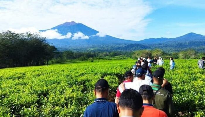 Tea Walk Kebun Teh Liki, Nikmati Pesona Alam Eksotis Solok Selatan dengan Latar Gunung Kerinci Jambi