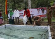 PMI Pasbar Tebar Bibit Gurami saat Pencanangan Program Integrasi Pangan di Jorong Paroman Nagari Sinuruik