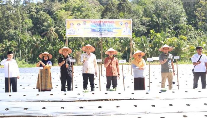Turun Bersama Wabup, Bupati Benny Dwifa Laksanakan Field Day di Nagari Bulu Kasok Sijunjung