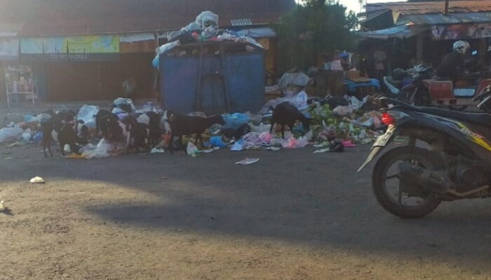 Fenomena Setiap Hari, Gerombolan Kambing Cari Makan di Tempat Sampah di Depan Pasar Nanggalo