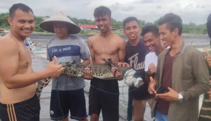 Seekor Buaya Muara Ditangkap Pekerja Tambak Udang di Nagari Tiku Selatan