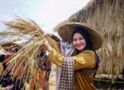 Festival Baluluak Bajarami Nagari Kumango Tanah Datar: Ketua GOW Panen Padi, Wabup Richi Aprian Tiup Pupuik Jarami