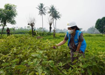 Program Electrifying Agriculture PLN Membuahkan Hasil, Pendapatan Petani Naik Dua Kali Lipat