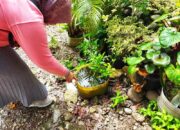 Setelah Penerapan KLB DBD, Dinkes Sijunjung Lakukan Penyuluhan dan Edukasi