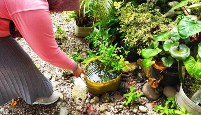 Setelah Penerapan KLB DBD, Dinkes Sijunjung Lakukan Penyuluhan dan Edukasi