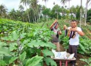 Mantan Sopir Metromini Jadi Petani Sukses di Nagari Gunung Padang Alai