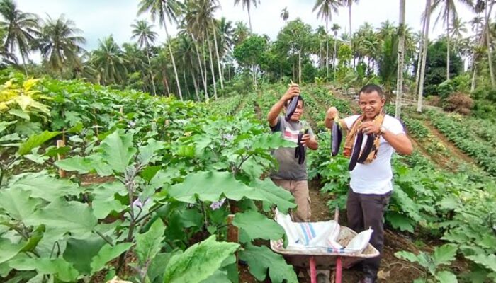 Mantan Sopir Metromini Jadi Petani Sukses di Nagari Gunung Padang Alai