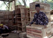 Dari Modal Nol Rupiah, Usaha Peti Buah M Jinis Raup Omset Rp4 Juta Per Hari