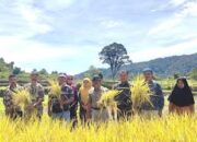 Padi Organik, Solusi Cerdas Ala Kelompok Tani Ganto Sori Agam Mengatasi Persoalan Pupuk
