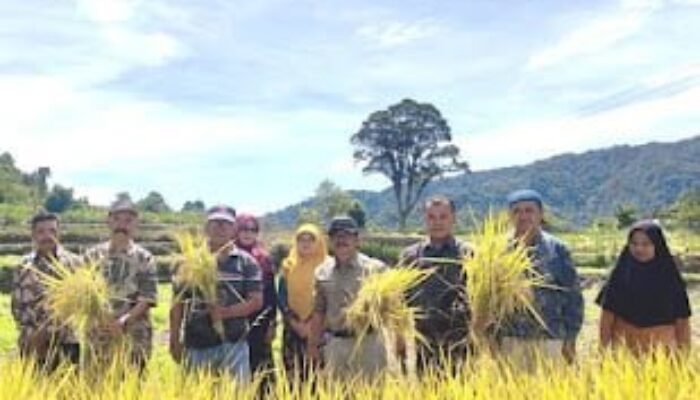 Padi Organik, Solusi Cerdas Ala Kelompok Tani Ganto Sori Agam Mengatasi Persoalan Pupuk