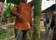 Aneh! Pisang Berbuah Seribu dalam Satu Tandan di Nagari Koto Salak