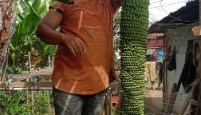 Aneh! Pisang Berbuah Seribu dalam Satu Tandan di Nagari Koto Salak