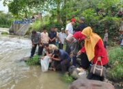 DPRD Bersama DKP Sumbar Tebar Benih Ikan di Bendungan Jorong Bukik Gombak