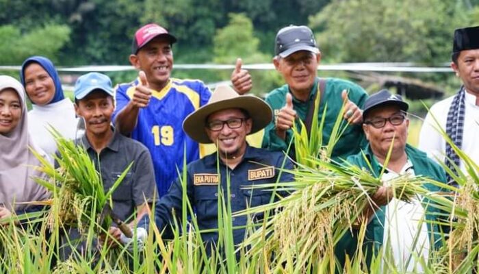 Beralih ke Pupuk Organik, Hasil Panen Petani Nagari Pangian Lintau Buo Tanah Datar Meningkat